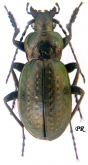 Carabus (Rhigocarabus) buddaicus linxiaicus Deuve, 1995