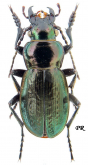 Carabus (Rhigocarabus) morawitzianus morawitzianus Semenov, 1887 