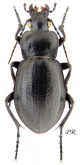 Carabus (Semnocarabus) carbonicolor carbonicolor Morawitz, 1886