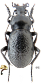 Carabus (Semnocarabus) erosus corax Semenov, 1896