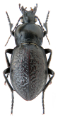 Carabus (Semnocarabus) erosus corax Semenov, 1896