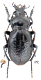 Carabus (Semnocarabus) erosus prope erosus Motschulsky, 1865