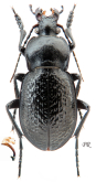 Carabus (Semnocarabus) rustemi Kabak, 2009