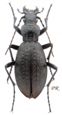 Carabus (Pagocarabus) sichuanicola sichuanicola (as drolmae Lassalle, 2003)