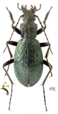 Carabus (Sigenacarabus) trachynodes moxiensis Deuve, 1992