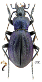 Carabus (Sphodristocarabus) adamsi hollbergi Mannerheim, 1827
