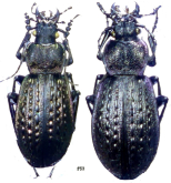 Carabus (Sphodristocarabus) heinzi heinzi Breuning, 1964
