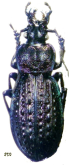 Carabus (Sphodristocarabus) heinzi mateuellus Deuve, 2003