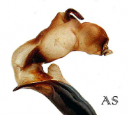 Carabus (Sphodristocarabus) janthinus janthinus s.str. (as dvorshaki Mandl, 1975)