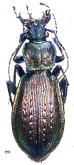 Carabus (Sphodristocarabus) macrogonus diogenei Cavazzuti, 1991