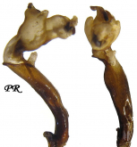 Carabus (Sphodristocarabus) macrogonus pseudokolatensis Heinz & Korge, 1967
