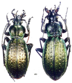 Carabus (Sphodristocarabus) macrogonus akkusensis Breuning & Ruspoli, 1970
