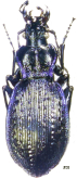 Carabus (Sphodristocarabus) macrogonus keltepensis Vigna-Taglianti & Bruschi, 1976