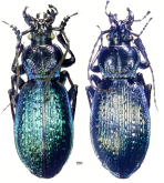 Carabus (Sphodristocarabus) macrogonus drannadaghensis Breuning, 1964
