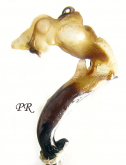 Carabus (Sphodristocarabus) separatus separatus Gehin, 1885 
