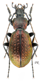 Carabus (Sphodristocarabus) varians armeniacus Mannerheim, 1830