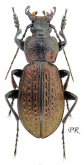 Carabus (Sphodristocarabus) varians armeniacus (as scintillus Reitter, 1884)