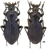 Carabus (Sphodristocarabus) blumenthaliensis basilewskianus Breuning & Ruspoli, 1970