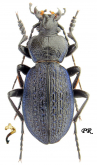 Carabus (Sphodristocarabus) blumenthaliensis aequicostalis Staven & Heinz, 1995