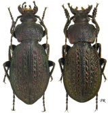 Carabus (Sphodristocarabus) varians varians Fischer, 1827