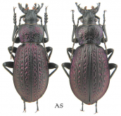 Carabus (Sphodristocarabus) varians varians Fischer, 1827