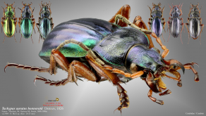 Carabus (Tachypus) auratus honnoratii Dejean, 1826