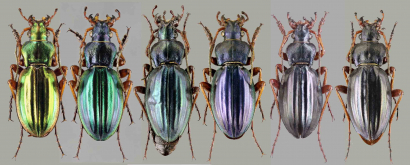 Carabus (Tachypus) auratus honnoratii Dejean, 1826