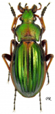 Carabus (Tachypus) auratus brunieri Barthe, 1921