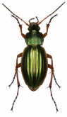 Carabus (Tachypus) auratus auratus Linne, 1761