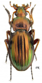 Carabus (Tachypus) auratus lasserrei Doue, 1855