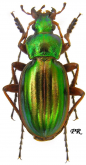 Carabus (Tachypus) auratus lotharingus Dejean, 1826