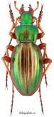 Carabus (Tachypus) auratus honnoratii Dejean, 1826