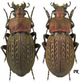 Carabus (Tachypus) cancellatus tibiscinus Csiki, 1905