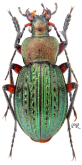 Carabus (Tachypus) cancellatus cancellatus Illiger, 1798