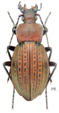 Carabus (Tachypus) cancellatus cancellatus (as charcoviensis Bernau, 1915)