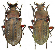 Carabus (Tachypus) cancellatus carpathicus Kolbe, 1913