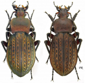 Carabus (Tachypus) cancellatus durus Reitter, 1896