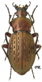 Carabus (Tachypus) cancellatus durus Reitter, 1896