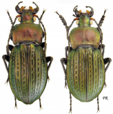Carabus (Tachypus) cancellatus fusus Palliardi, 1825