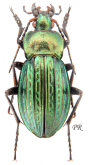 Carabus (Tachypus) cancellatus carinatus (misellus Lapouge, 1898)