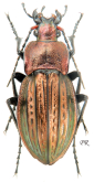 Carabus (Tachypus) cancellatus carinatus (as subcarinatus Kolbe, 1912)