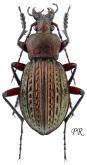 Carabus (Tachypus) cancellatus durus (as strictus Kolbe, 1913)