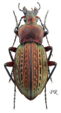 Carabus (Tachypus) cancellatus durus (as strictus Kolbe, 1913)