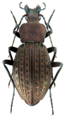 Carabus (Tachypus) cancellatus durus Reitter, 1896