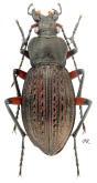 Carabus (Tachypus) cancellatus durus (as carpathicus Kolbe, 1913)
