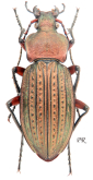 Carabus (Tachypus) cancellatus durus Reitter, 1896
