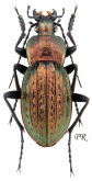 Carabus (Tachypus) cancellatus emarginatus (as tolminensis Bernau, 1911)