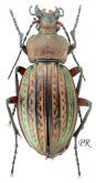 Carabus (Tachypus) cancellatus excisus Dejean, 1826