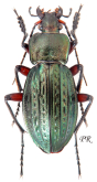 Carabus (Tachypus) cancellatus excisus Dejean, 1826