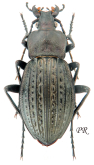 Carabus (Tachypus) cancellatus graniger (as biharicus Reitter, 1896)